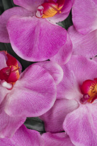 floricultura-no-batel-flores-nobres