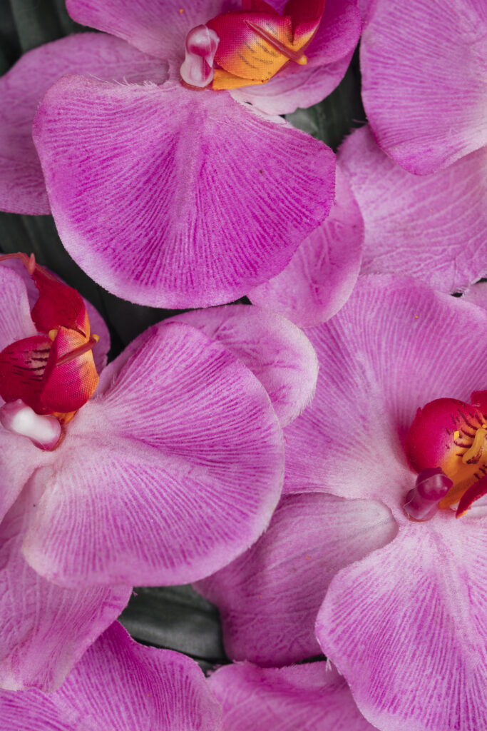 floricultura-no-batel-flores-nobres