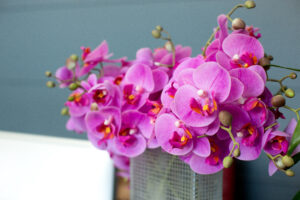 comprar-flores-no-batel-cuidar-orquideas-floracao