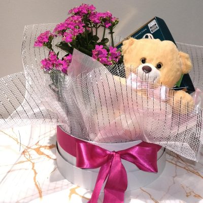 Kalanchoe com ursinho de pelúcia e chocolate