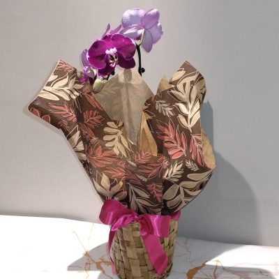 Orquídea cascata em Cachepô vime